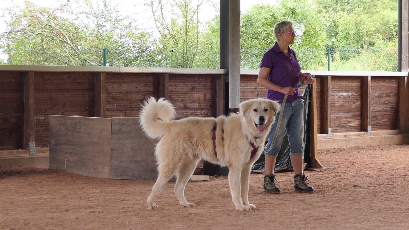 Mirjam Cordt arbeitet mit einem Hund in der Trainingshalle
